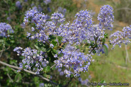 Image of woolyleaf ceanothus