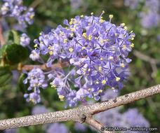 Image of woolyleaf ceanothus