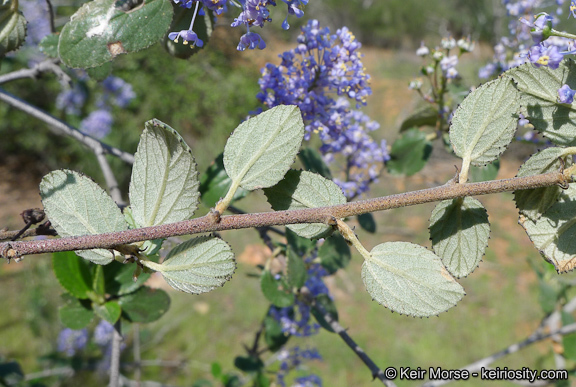 Image of woolyleaf ceanothus