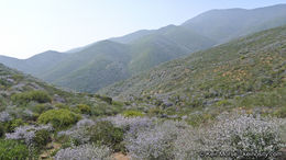 Image of woolyleaf ceanothus