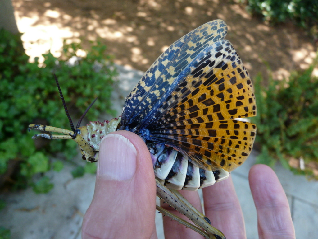 صورة Phymateus (Phymateus) morbillosus (Linnaeus 1758)