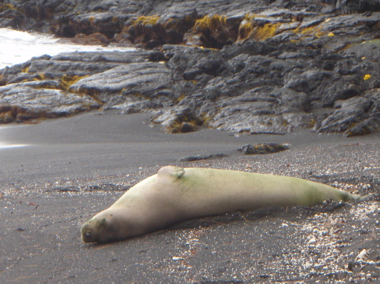 Image of Hawaiian Monk Seal