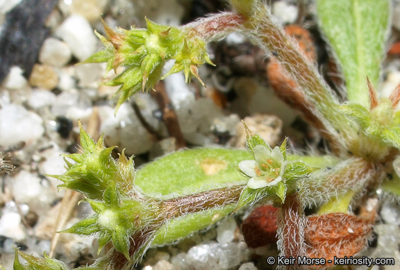 Image de Chorizanthe procumbens Nutt.