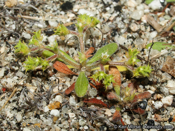 Image de Chorizanthe procumbens Nutt.