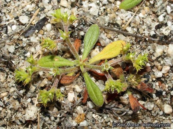 Image de Chorizanthe procumbens Nutt.