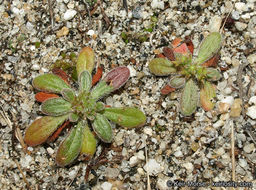 Image de Chorizanthe procumbens Nutt.