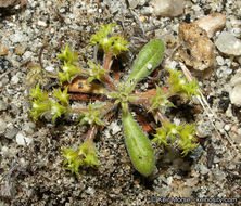 Image de Chorizanthe procumbens Nutt.