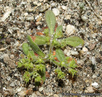 Image de Chorizanthe procumbens Nutt.