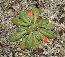 Image de Chorizanthe procumbens Nutt.