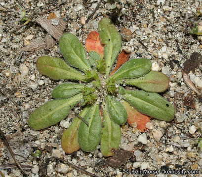 Image of prostrate spineflower