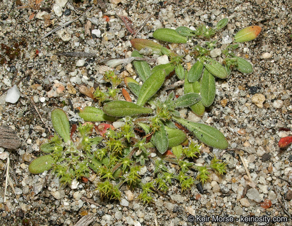 Image de Chorizanthe procumbens Nutt.