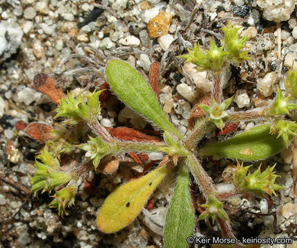 Image of prostrate spineflower