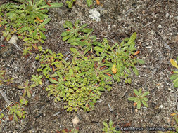 Image de Chorizanthe procumbens Nutt.