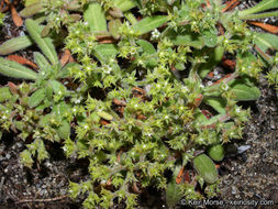 Image de Chorizanthe procumbens Nutt.