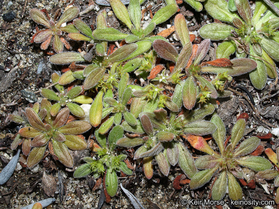 Image de Chorizanthe procumbens Nutt.