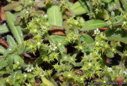 Image de Chorizanthe procumbens Nutt.