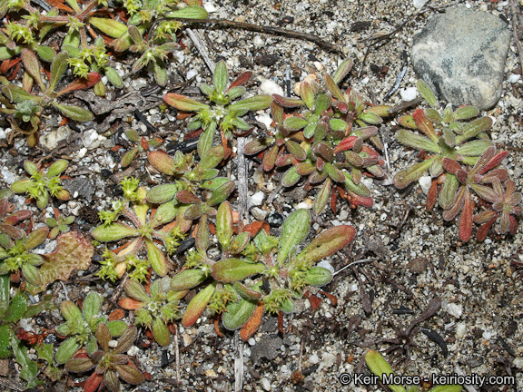 Image de Chorizanthe procumbens Nutt.