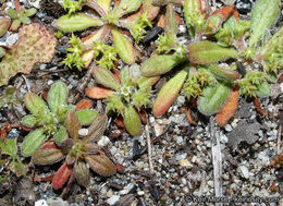 Image de Chorizanthe procumbens Nutt.