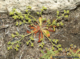 Image de Chorizanthe procumbens Nutt.