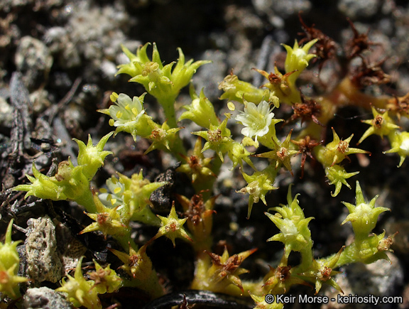 Image de Chorizanthe procumbens Nutt.