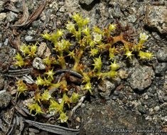 Image de Chorizanthe procumbens Nutt.