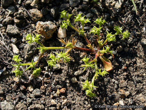 Image of prostrate spineflower