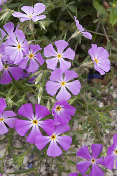 Image of goldeneye phlox