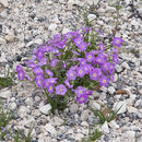 Image of goldeneye phlox