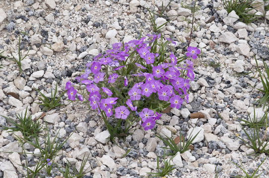 Image of goldeneye phlox