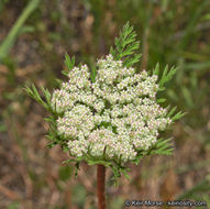 Image of American wild carrot