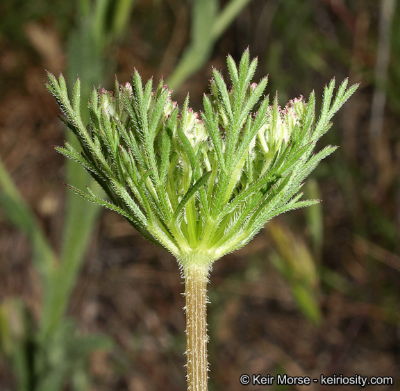 Image of American wild carrot