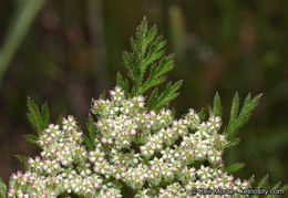 Image of American wild carrot