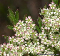 Image of American wild carrot