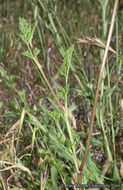 Image of American wild carrot