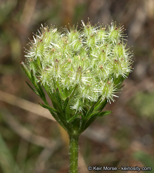 Image of American wild carrot