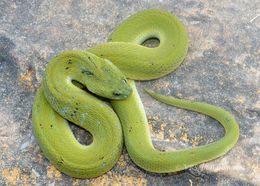 Image of Green Keelback