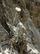 Слика од Erigeron eruptens G. L. Nesom