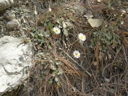 Слика од Erigeron eruptens G. L. Nesom