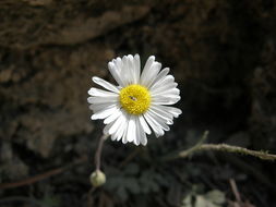 Слика од Erigeron eruptens G. L. Nesom