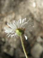 Слика од Erigeron eruptens G. L. Nesom