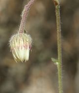 Слика од Erigeron eruptens G. L. Nesom