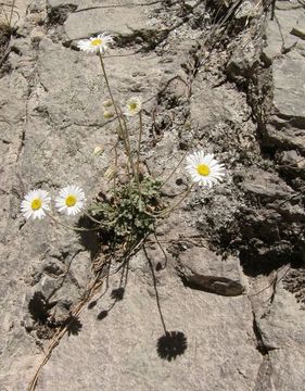 Слика од Erigeron eruptens G. L. Nesom