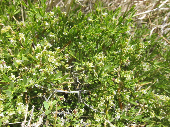 Image of spiny greasebush