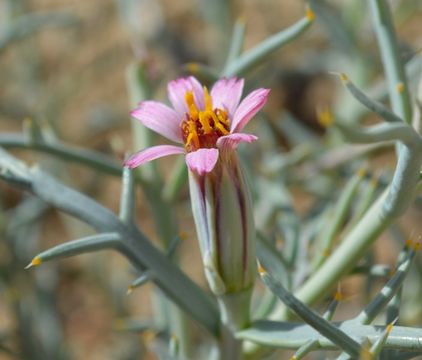 Image of Mojave hole-in-the-sand plant