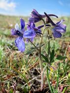 Image of slim larkspur