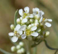 Image of desert pepperweed