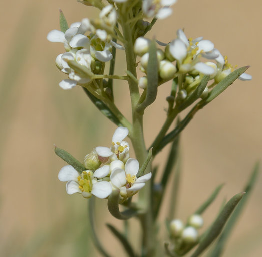 Image of desert pepperweed