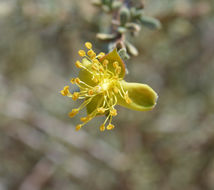 Image de Coleogyne ramosissima Torr.