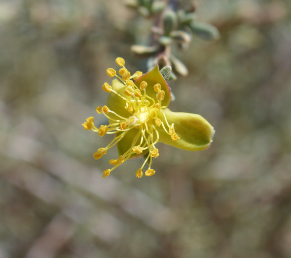 Image of blackbrush