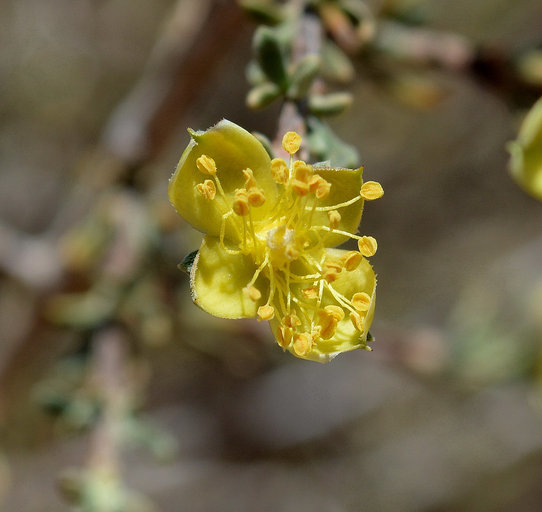 Image of blackbrush